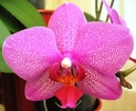 Phalaenopsis ciclam-1