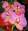 Phalaenopsis mov cu galben