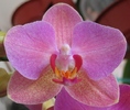 Phalaenopsis mov cu galben-1