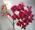 Phalaenopsis rosu