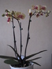 Orhidee phale 10 mart 2011 (1)