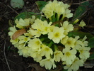 Primula