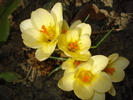 Crocus "Cream Beauty"