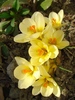 Crocus crem