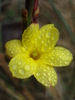 Winter Jasmine_Iasomie (2011, Mar.18)