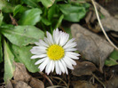 Bellis perennis (2011, March 23)