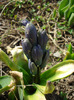 Hyacinthus_Zambila (2011, March 22)