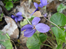 Sweet Violet (2011, March 27)