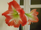 Hippeastrum - Minerva