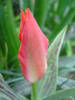 Tulipa Red Riding Hood (2010, April 15)