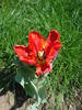 Tulipa Rococo (2009, April 18)