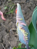 Tulipa Rococo (2010, April 15)