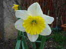 Narcissus Ice Follies (2009, April 06)