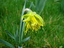 Narcissus Rip van Winkle (2009, April 01)
