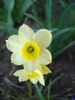 Daffodil Minnow (2010, April 08)
