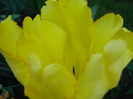 Tulipa Texas Gold (2010, May 01)