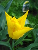 Tulipa Flashback (2010, April 20)