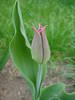 Tulipa Maytime (2009, April 09)