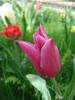 Tulipa Maytime (2009, April 13)