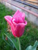 Tulipa Maytime (2009, April 19)