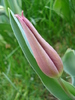 Tulipa Maytime (2010, April 13)