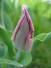 Tulipa Maytime (2010, April 13)