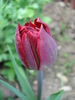 Tulipa Midnight Magic (2010, April 29)