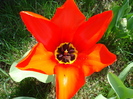 Tulipa Madame Lefeber (2010, April 07)