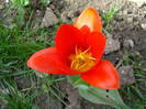 Tulipa Showwinner (2009, April 07)