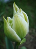 Tulipa Schoonoord (2010, April 18)