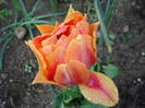 Tulipa Willem van Oranje (2009, April 19)