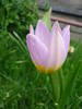 Tulipa Lilac Wonder (2009, April 21)