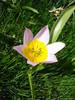 Tulipa Lilac Wonder (2009, April 22)