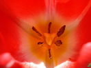 Tulipa Judith Leyster (2010, April 21)