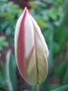 Tulipa Happy Generation (2010, April 24)