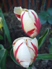 Tulipa Happy Generation (2010, April 27)