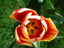 Tulipa Leen van der Mark (2010, April 16)