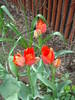 Tulipa Orange Bouquet (2009, April 26)