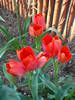Tulipa Orange Bouquet (2009, April 28)