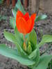 Tulipa Praestans Fusilier (2009, April 09)