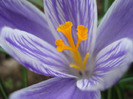 Crocus King of the Striped (2011, Mar.31)