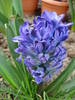 Hyacinth Blue Jacket (2009, April 07)