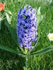 Hyacinth Blue Jacket (2009, April 08)