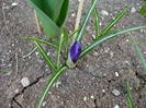 Crocus Flower Record (2009, March 27)
