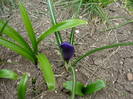 Crocus Flower Record (2009, March 29)