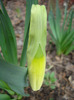 Daffodil_Narcisa (2011, March 29)