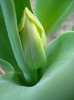 Tulip_Lalea (2011, March 31)