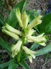 White hyacinth (2011, April 01)