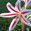 CRINUM SCABRUM