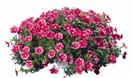 petunia niagara dark rose